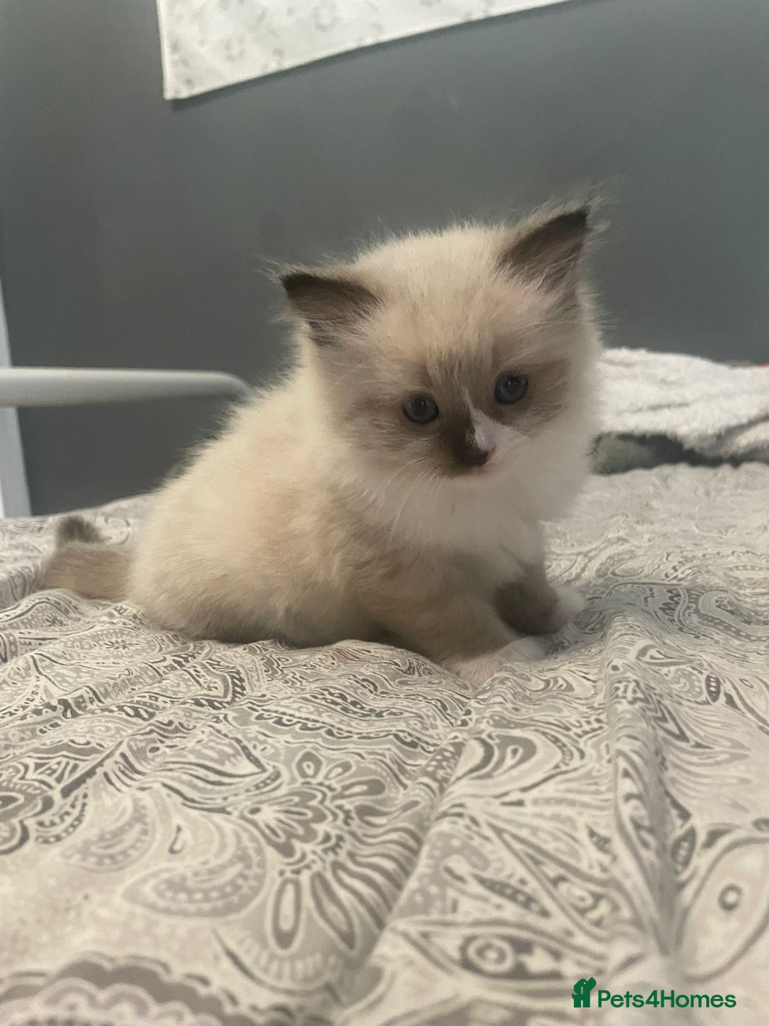 Ragdoll cats for sale: Beautiful Ragdoll kittens  - Image 11