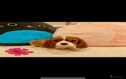 Cavalier King Charles Spaniel dogs for sale: King Charles cavalier puppies  - Image 10