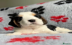 Cocker Spaniel dogs for sale: Show Cocker Puppies (KC Reg, AMS, PRA & FN CLEAR) - Image 33
