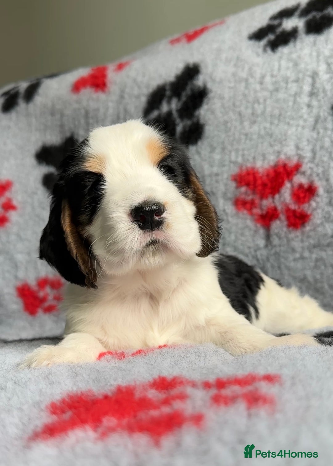 Cocker Spaniel dogs for sale: Show Cocker Puppies (KC Reg, AMS, PRA & FN CLEAR) - Image 33