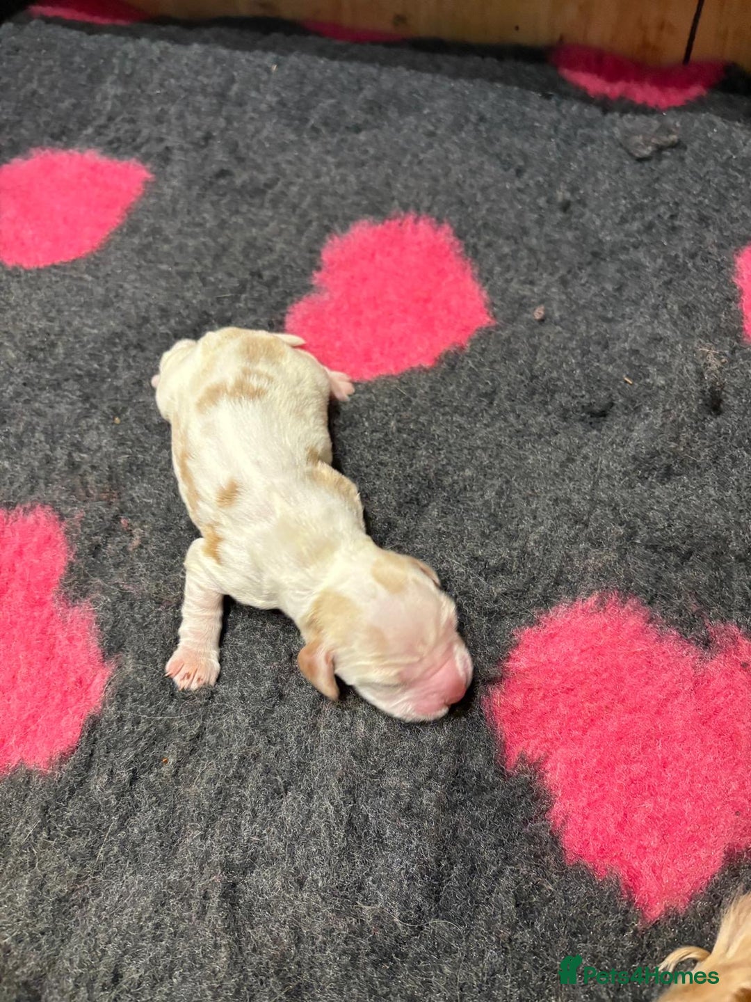 Cocker Spaniel dogs for sale: Cocker Spaniel Puppies - Image 16