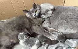 British Shorthair cats for sale: British shorthair blue and white, 4 months old  - Image 22