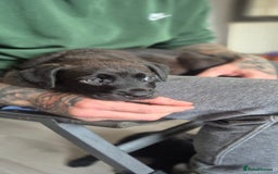 Mixed Breed dogs for sale: Mastiff x Rottweiler  - Image 21