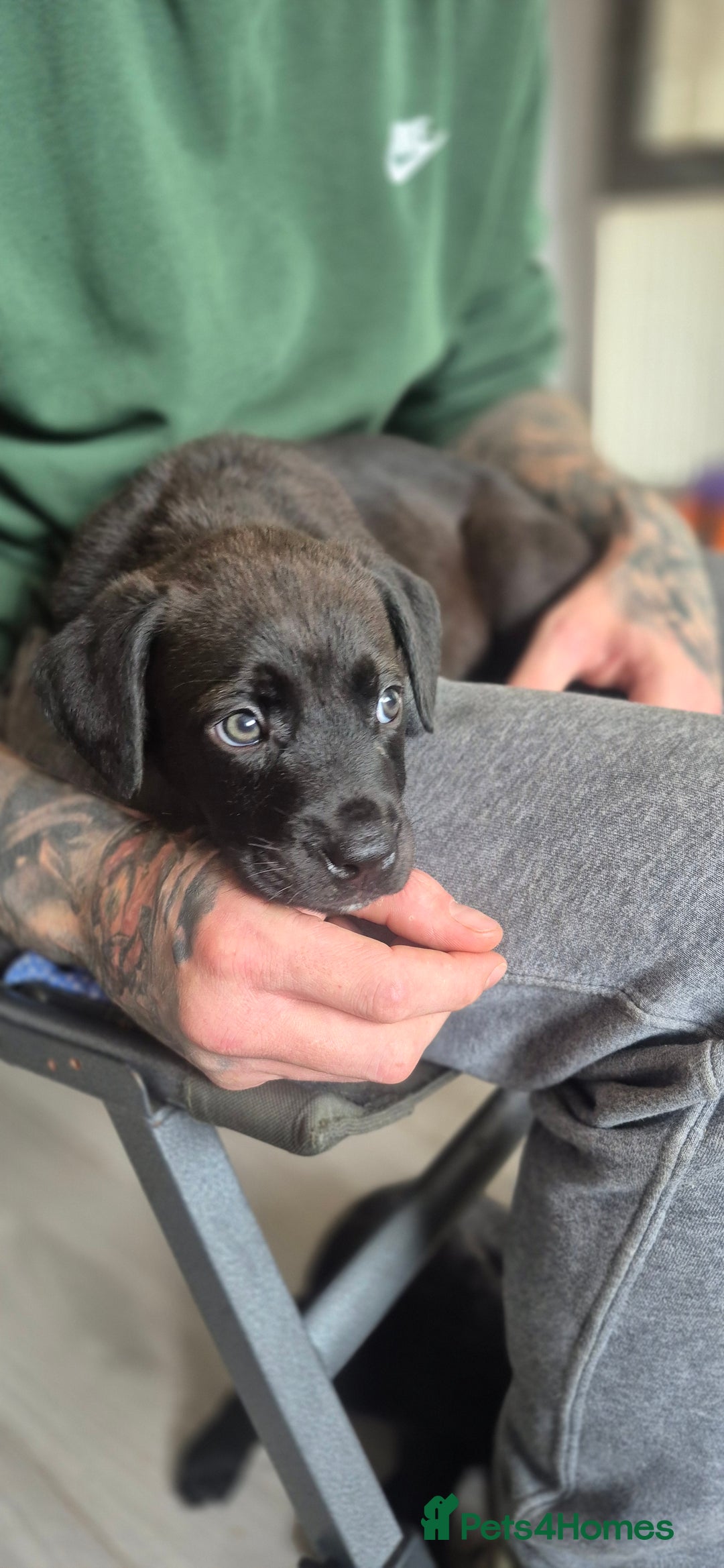 Mixed Breed dogs for sale: Mastiff x Rottweiler  - Image 21