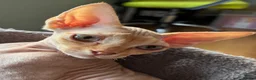 Devon Rex cats for sale: Ready now. GCCF registered and health tested. - Advert 5