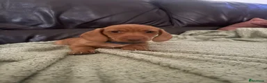 Miniature Dachshund 2