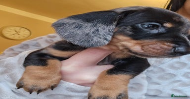 Miniature Dachshund dogs - Advert 14