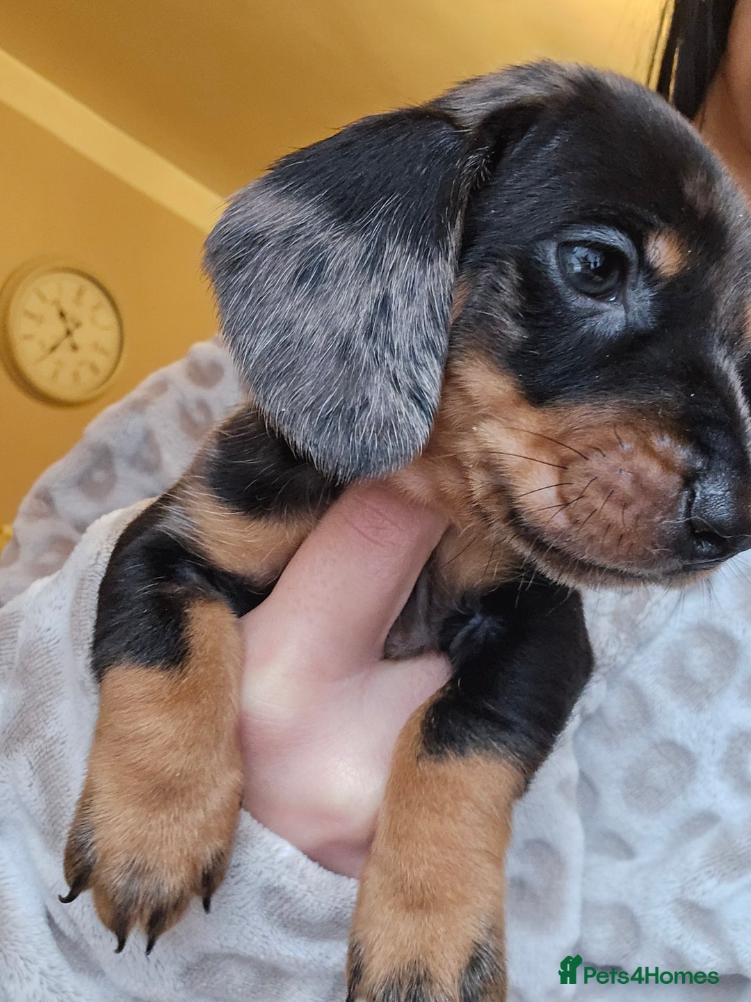 Miniature Dachshund dogs for sale: Miniature dachshunds 🐶 - Advert 4