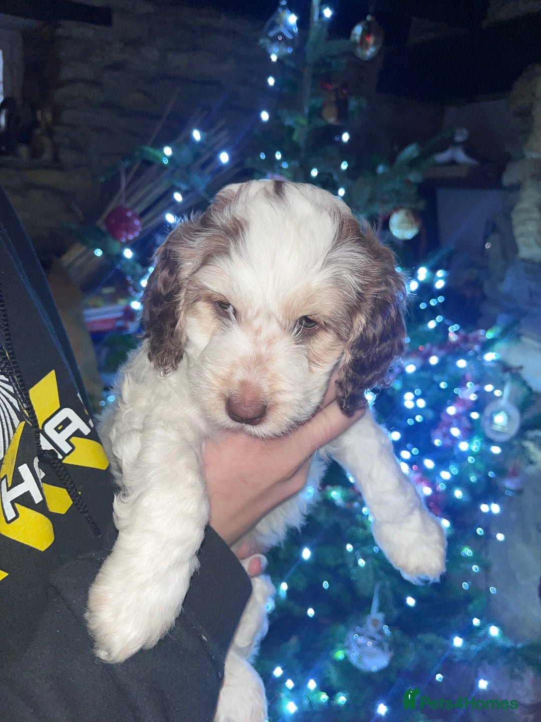 Australian Labradoodle dogs for sale: Gorgeous Australian Labradoodle Puppies  - Advert 16