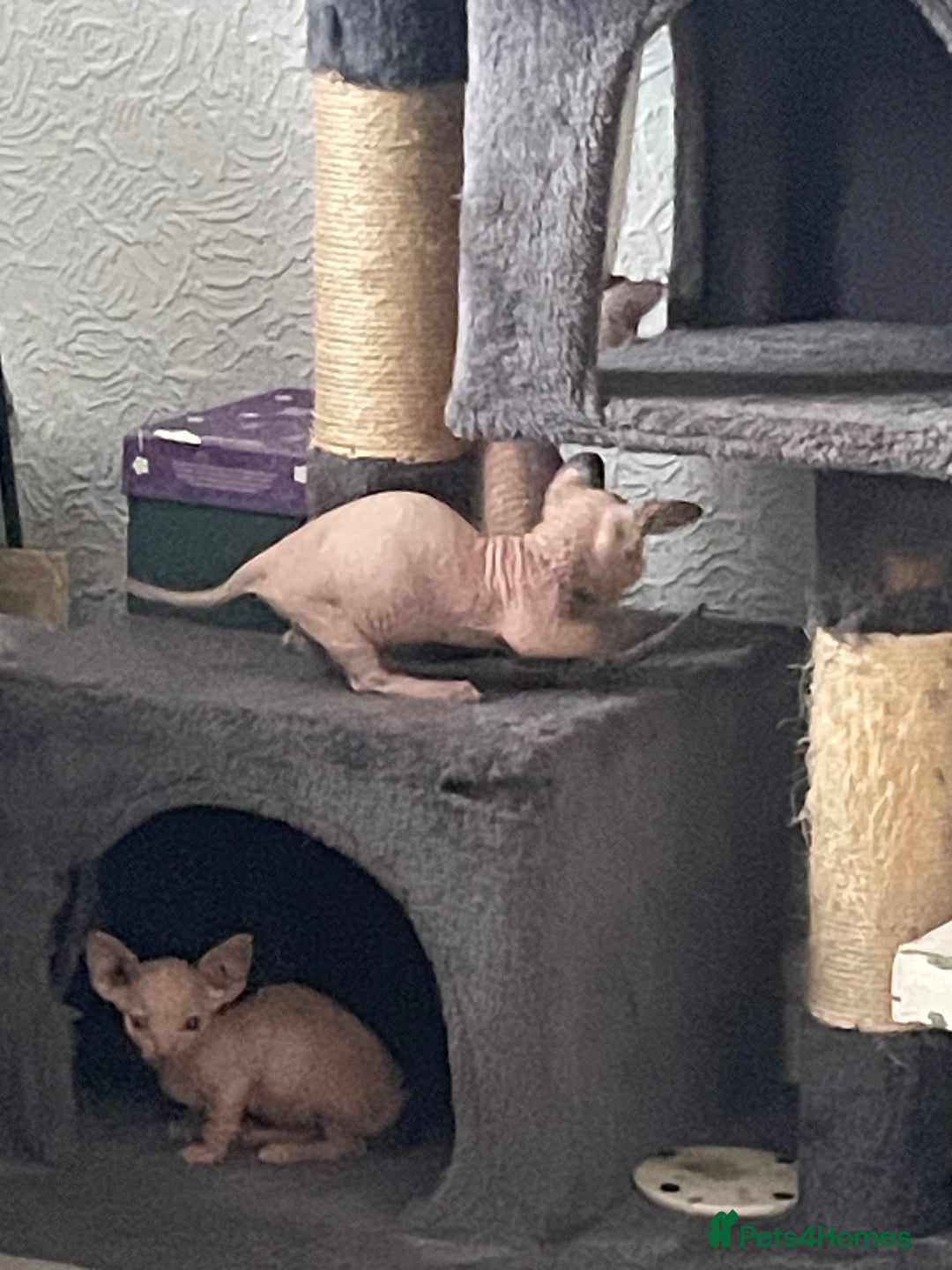 Sphynx cats for sale: Sphynx kittens  - Image 7