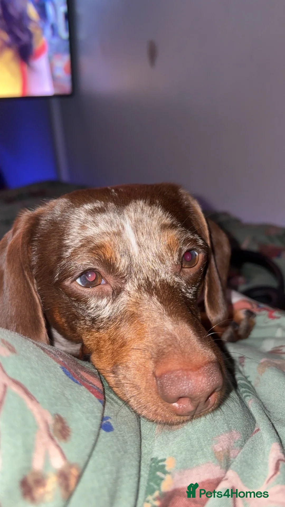 Dachshund dogs for stud: Male dachshund for stud never had a little   - Advert 2