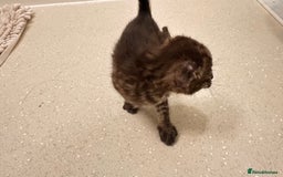 Savannah cats for sale: Stunning F3 Savannahs - Image 14