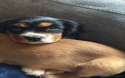 Cockalier dogs for sale: Rehoming Two Young Female Spaniels  - Image 29