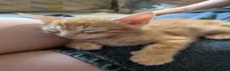 Mixed Breed cats for sale: Beautiful half Bengal kittens - Advert 3