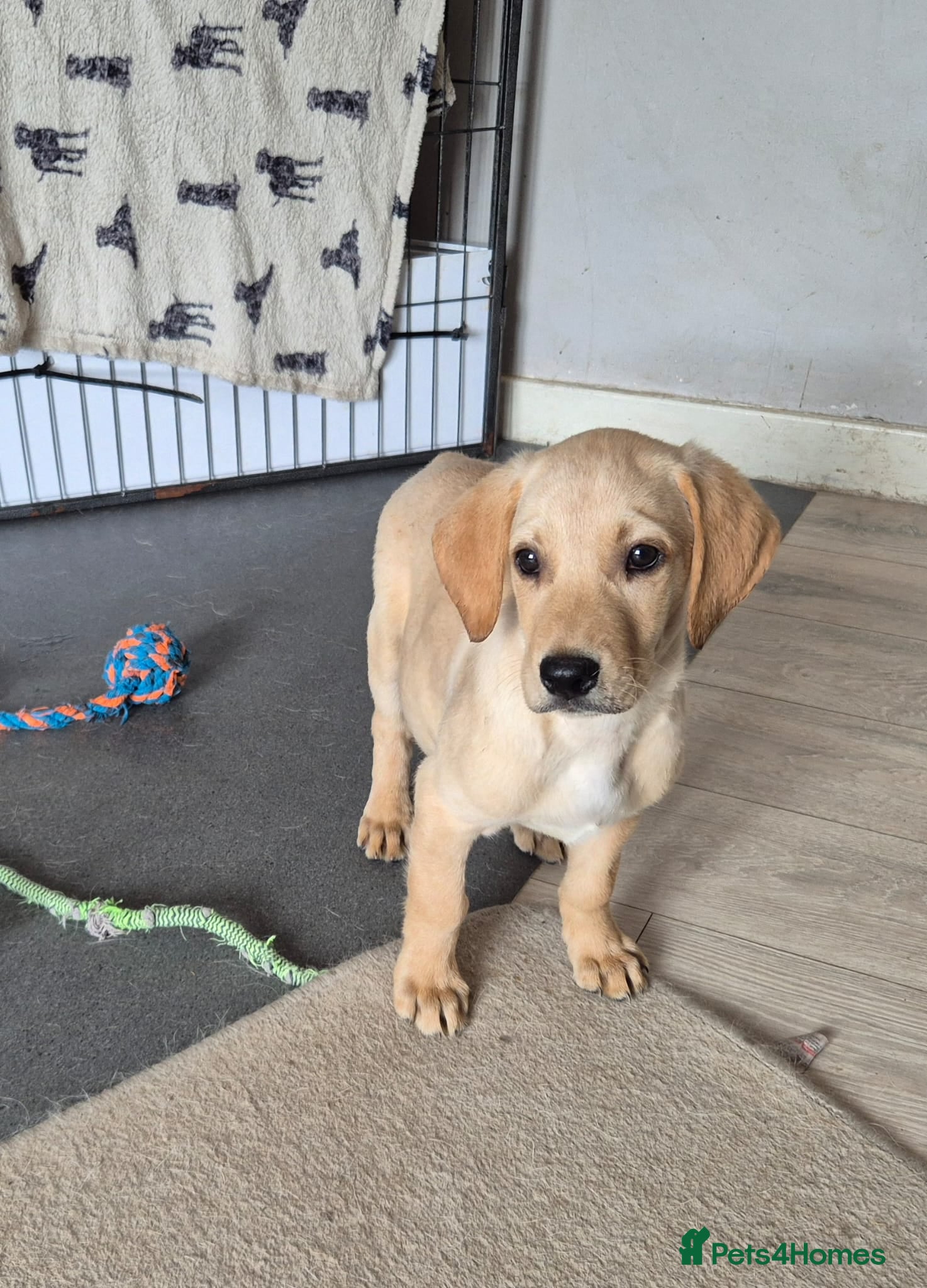 Labrador Retriever dogs Top Quality Labrador kc pups - Advert 4
