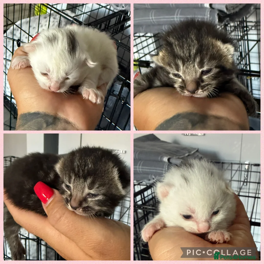 Mixed Breed cats for sale: 4 beautiful Ragamese Kittens in Weston-super-Mare - Advert 7