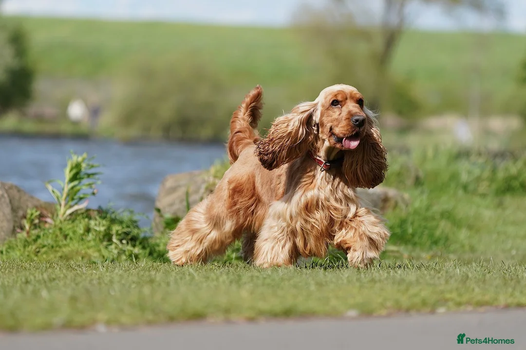 Cocker Spaniel dogs for stud: CHAMP KC SHOW TYPE COCKER SPANIEL FULL Health test - Advert 1