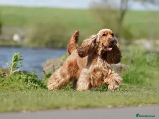 Cocker Spaniel dogs CHAMP KC SHOW TYPE COCKER SPANIEL FULL Health test in Pudsey - Advert 2