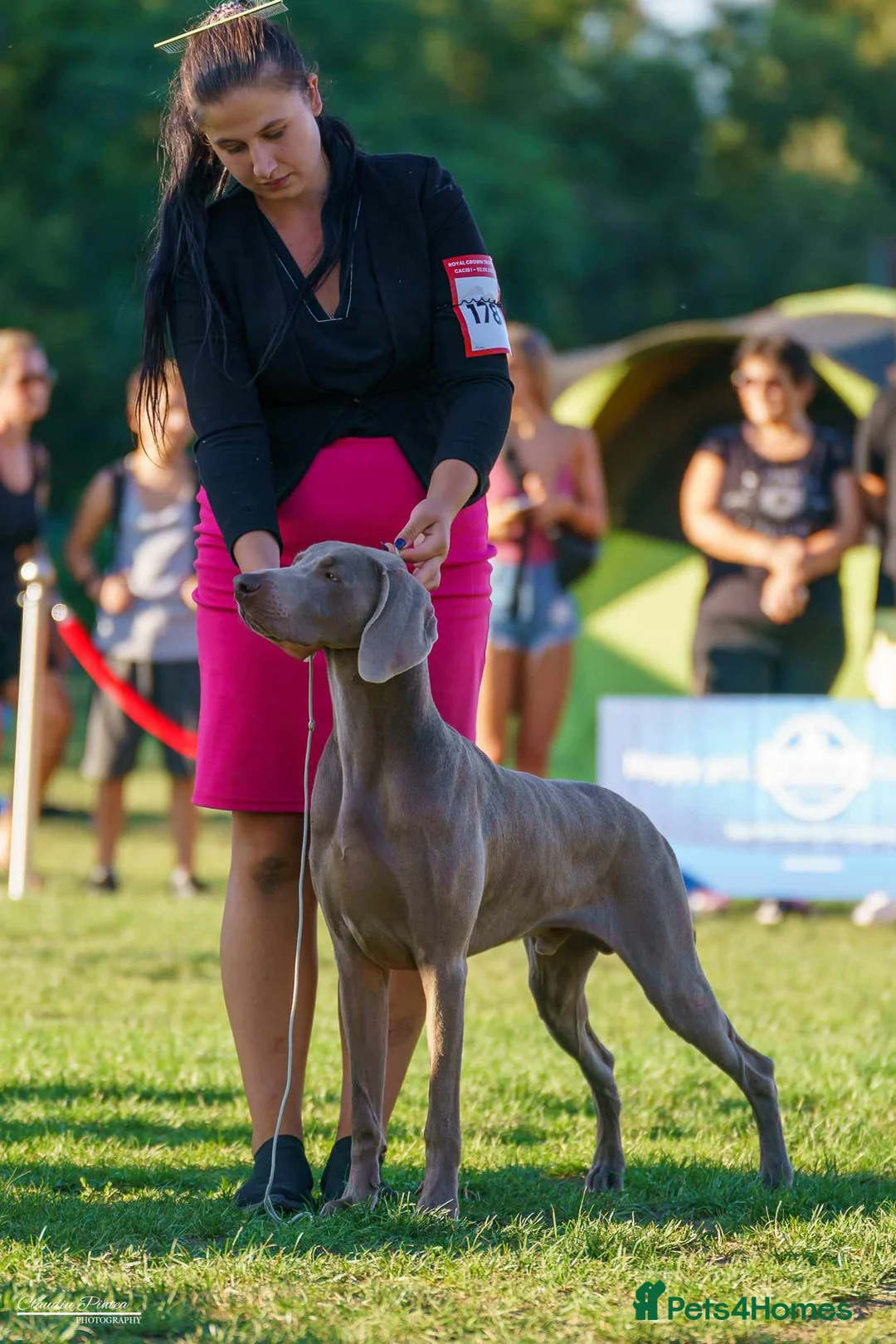 Weimaraner dogs for stud: Braveheart Duma Kazana PROVEN STUD DOG   in Edinburgh - Advert 12