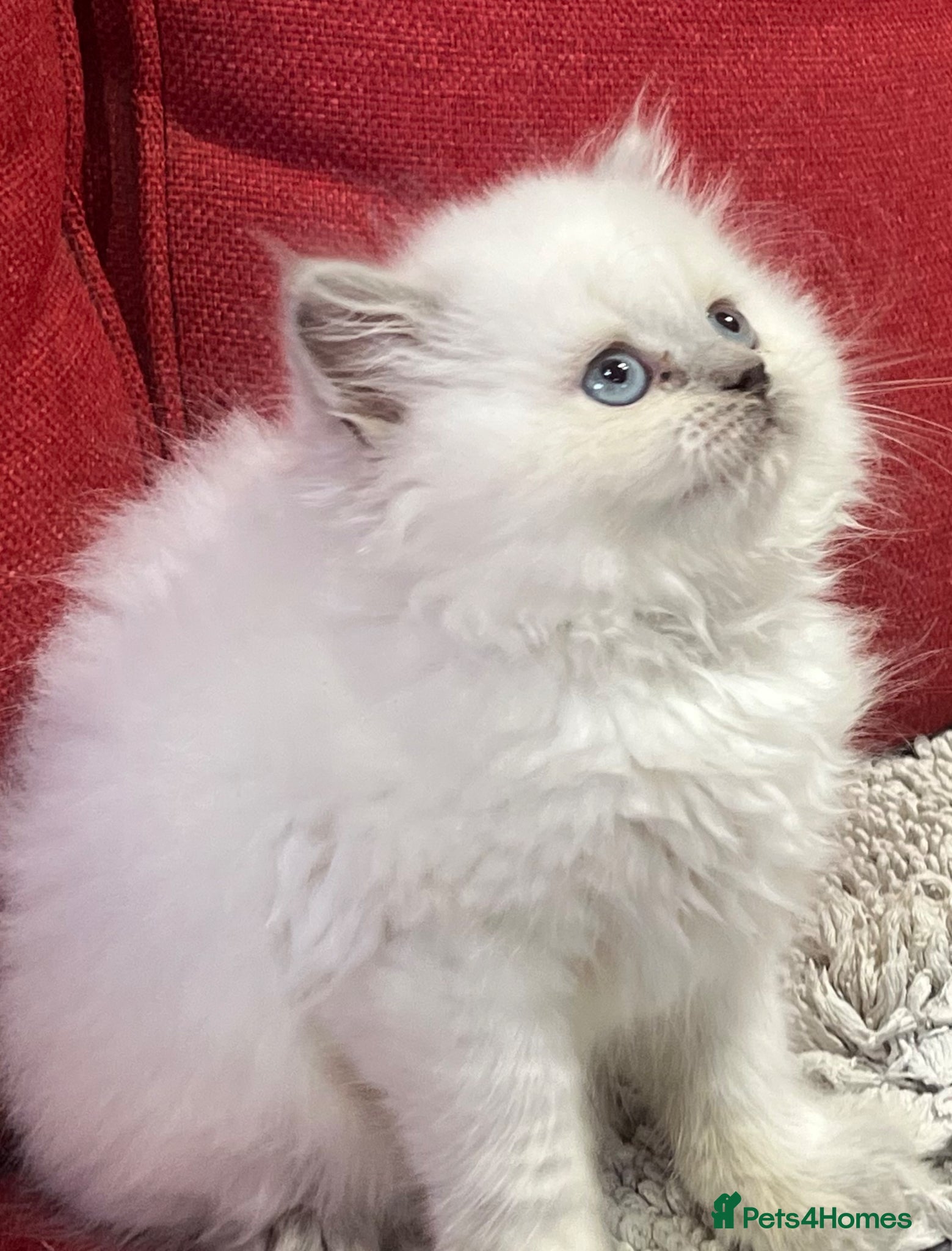 British Shorthair cats Stunning British shorthaired and longhair kittens  - Advert 1