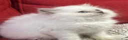 British Shorthair cats for sale: Stunning British shorthaired and longhair kittens  - Advert 1