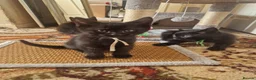 Mixed Breed cats for sale: Four kittens for sale. in Blackpool - Advert 6