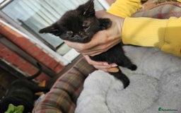 Mixed Breed cats for sale: ❤️three cute kittens ❤️ - Image 2