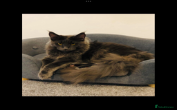 Maine Coon cats for sale: White Maine Coon GCCF - Image 8