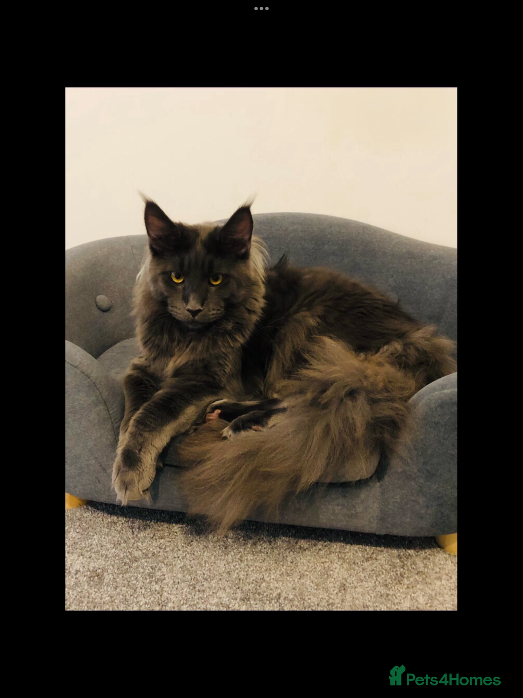 Maine Coon cats for sale: White Maine Coon GCCF - Image 8