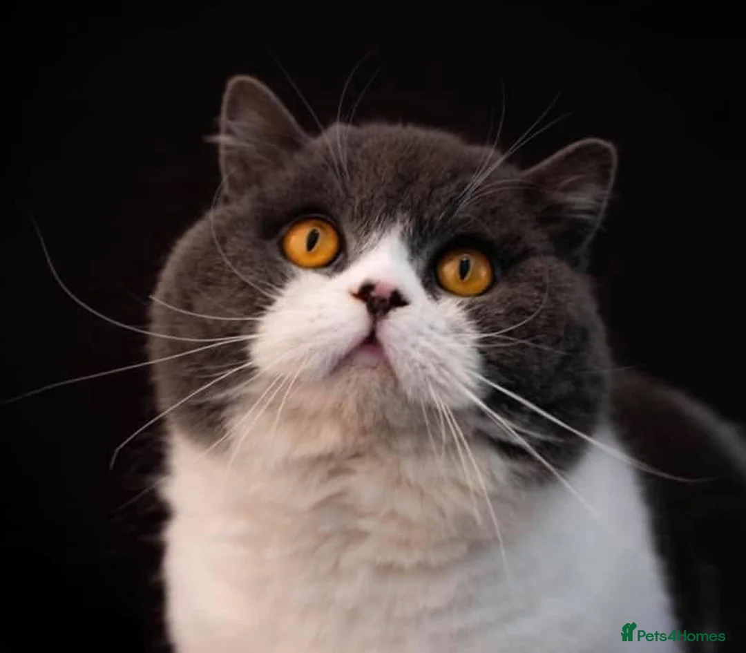 British Shorthair cats for stud: RW SGC MAKDISSY APOLLO (Blue & White Stud  in Stoke-on-Trent - Advert 3