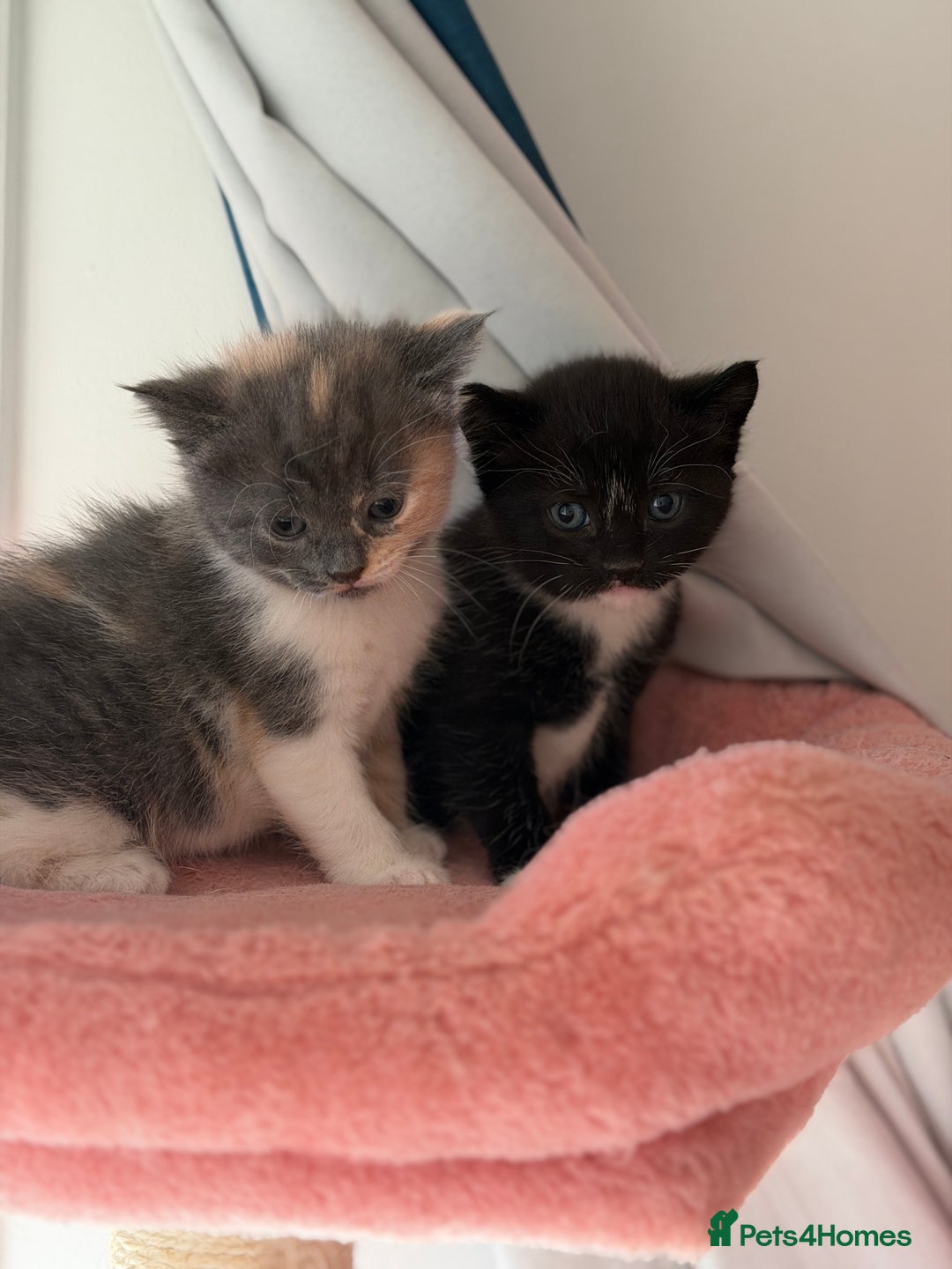 British Shorthair cats for sale: Looking for new home!!! - Advert 3