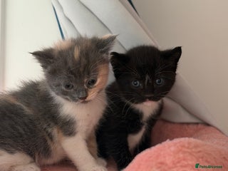 British Shorthair cats Looking for new home!!! Just black boy left!!! - Advert 13