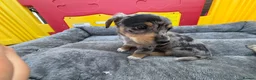 Jackshund dogs for sale: Miniature dachshund x jack Russell puppies  - Advert 6