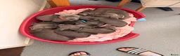 Mixed Breed dogs for sale: Puppies ready to go to forever homes - Advert 4