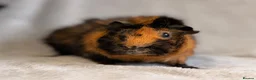Guinea Pig rodents for sale: ✨ Retired Show Abyssinian Boars ✨ - Advert 5