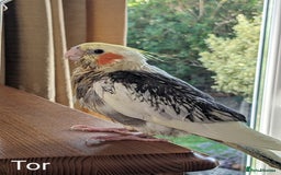 Cockatiels birds for sale: Hand-Reared male + female Cockatiels - Image 2