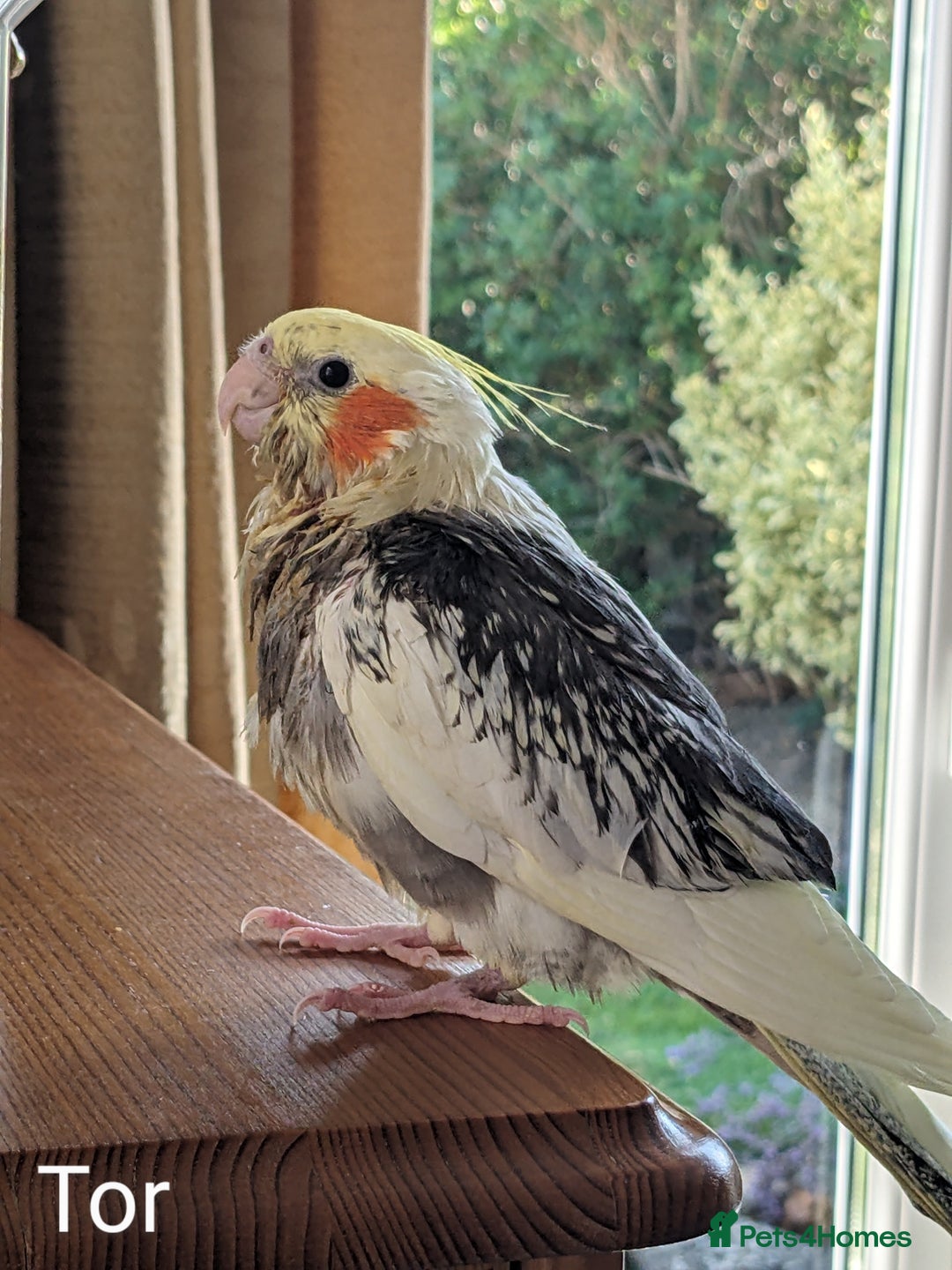 Cockatiels birds for sale: Hand-Reared male + female Cockatiels - Image 2