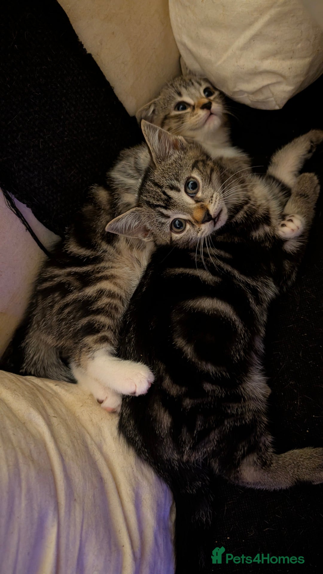 British Shorthair cats for sale: Tabby Kittens For Sale - 18th November! - Advert 5