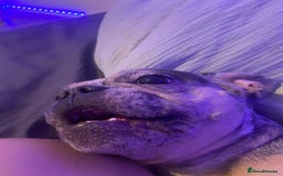 French Bulldog dogs for sale: Tri-Colour Merle French Bulldog for sale - Image 3