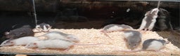 Rat rodents for sale: Baby Dumbo Rats Normal - Rex Furred  - Advert 4