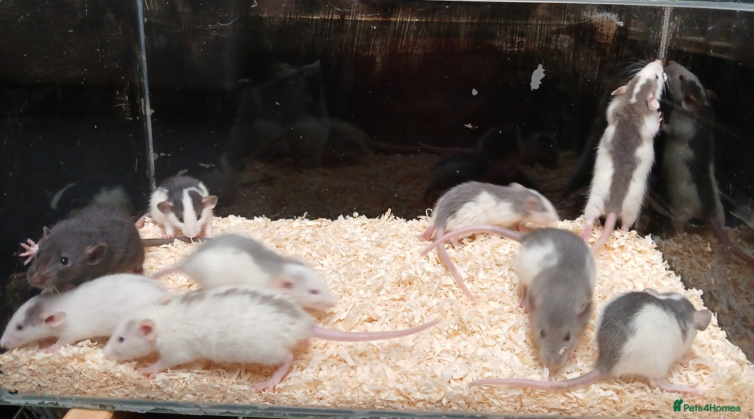 Rat rodents for sale: Baby Dumbo Rats Normal - Rex Furred  - Advert 4