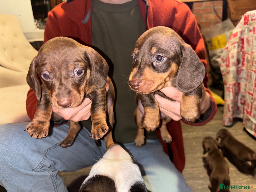 Dachshund dogs for sale: Gorgeous brown and tan dachshund puppies   - Advert 3