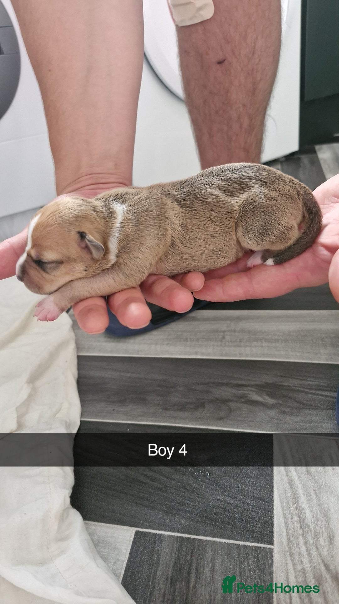 Mixed Breed dogs for sale: Staffie bullweiler puppies  - Image 9