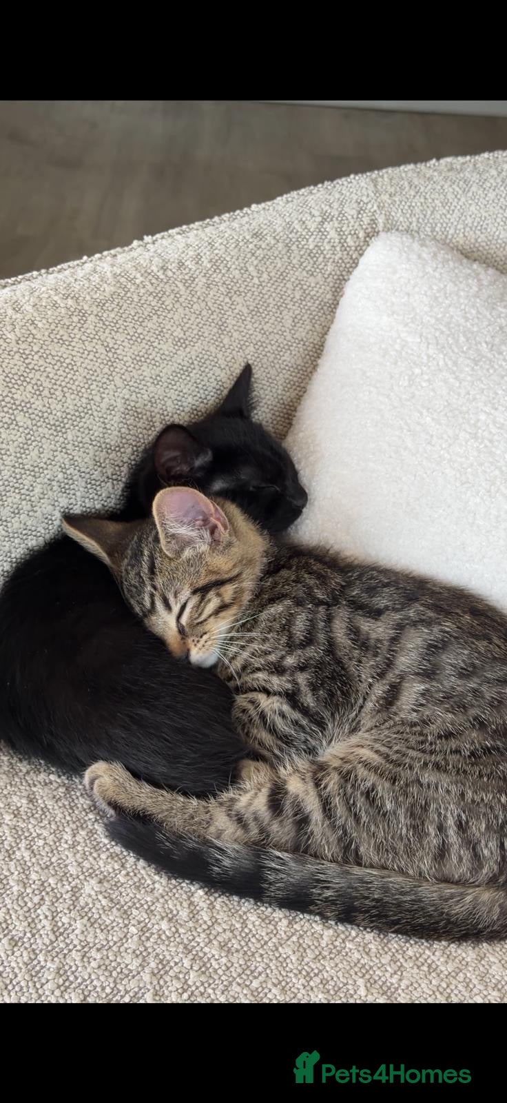 Bengal cats COCO&CHURRO - Advert 2