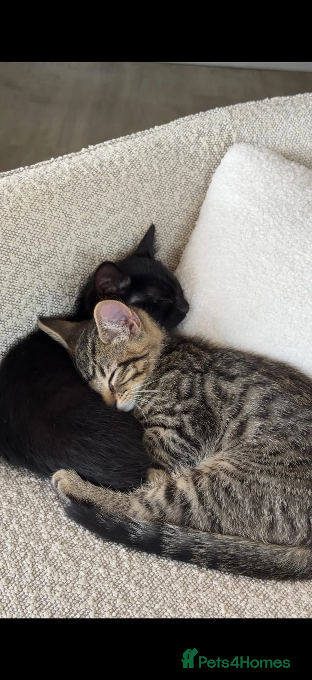 Bengal cats for sale: COCO&CHURRO - Advert 1