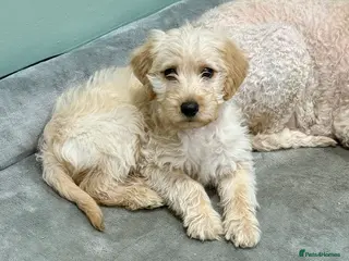 Labradoodle dogs Miniature Labradoodle from experienced breeder - Advert 1