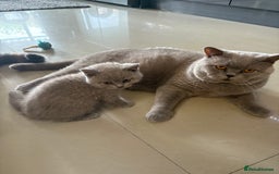 British Shorthair cats for sale: Lilac British shorthair kittens - Image 16