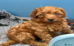 Cockapoo dogs for sale: Stunning litter of Red FIB cockapoo Girls  - Image 2