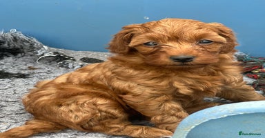 Cockapoo dogs - Advert 14