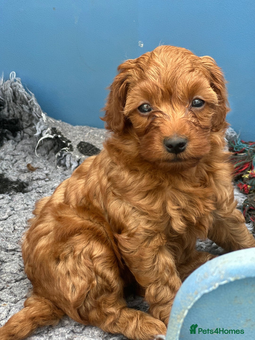 Cockapoo dogs for sale: Stunning litter of Red FIB cockapoo Girls  - Image 2